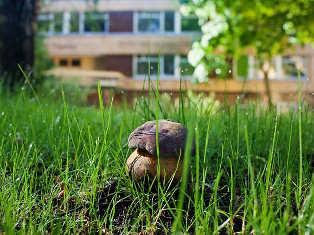 фото отеля Лечебно Реабилитационный Центр «Изумруд» изображение №53