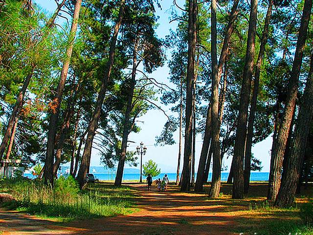 фото Питиус (Pitius) изображение №66