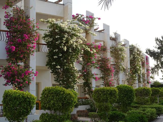 фото отеля Menaville Safaga изображение №33