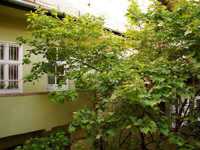 фото Easy Star (ex. Central Green) изображение №2