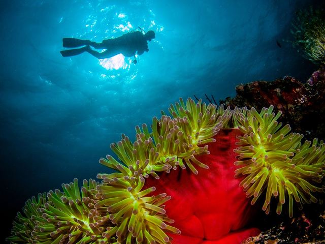 фотографии Wakatobi Dive Resort изображение №24