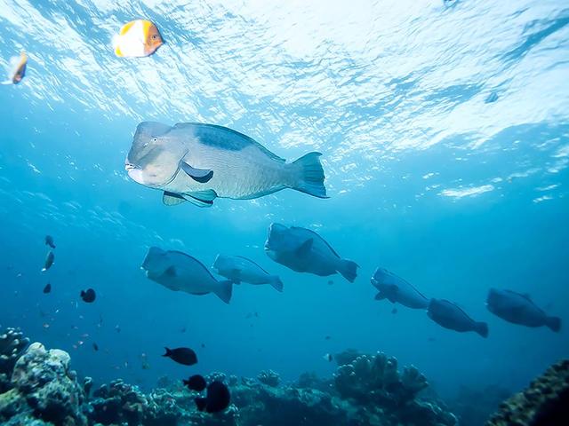 фотографии отеля Wakatobi Dive Resort изображение №23