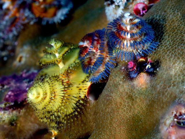 фото Wakatobi Dive Resort изображение №22