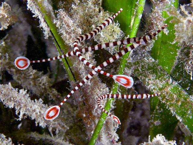 фото отеля Wakatobi Dive Resort изображение №17