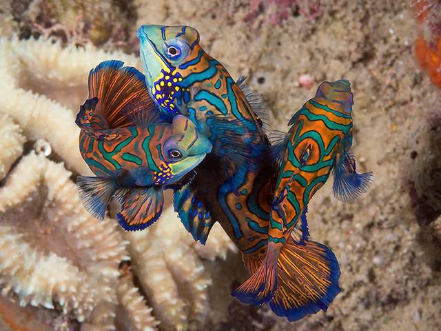 фотографии Wakatobi Dive Resort изображение №16