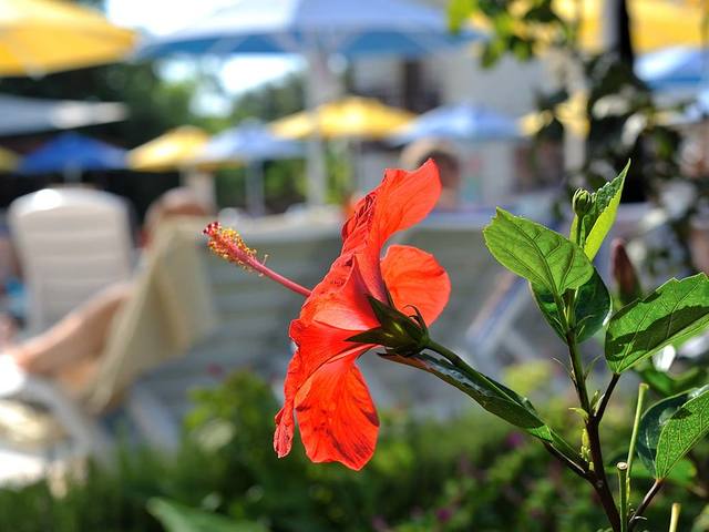 фотографии Bitez Garden Life (ex. Smartline Bitez Garden Life; Bitez Antik) изображение №60
