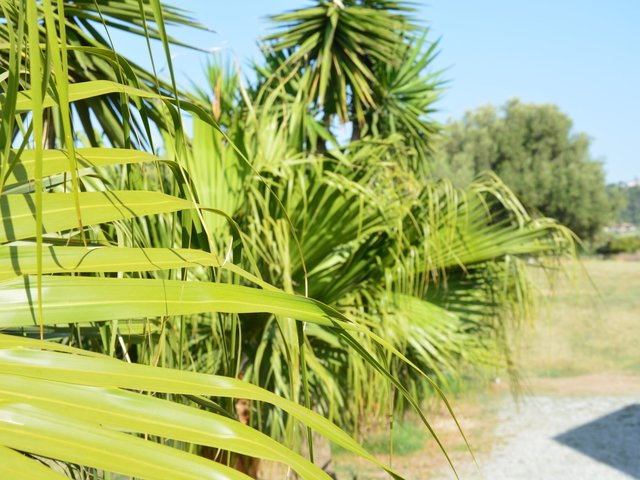 фотографии Residence Esperia изображение №16