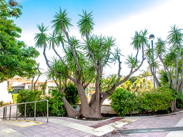 фото Acacia Marina Palace (ex. Terraqua) изображение №18
