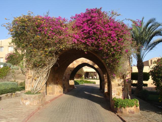 фото отеля Pickalbatros Vita Resort - Portofino Marsa Alam (ex. Kahramana Beach Resort ) изображение №21