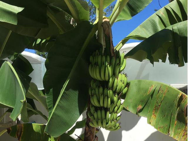 фотографии отеля Moonlight Resort изображение №35