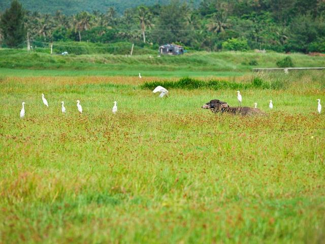фото отеля Four Points by Sheraton Shenzhou Peninsula изображение №21