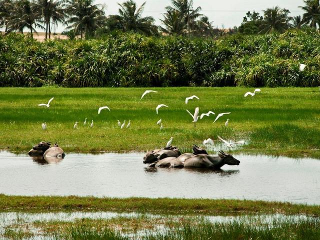 фотографии отеля Four Points by Sheraton Shenzhou Peninsula изображение №19