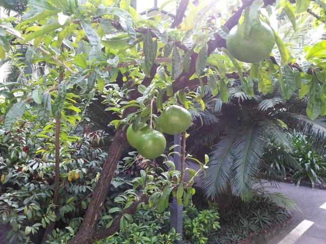 фото отеля Sanya Jingli Lai Resort изображение №25