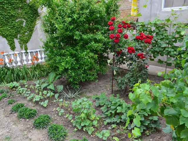 фото Лонгвина (Longvina) изображение №42