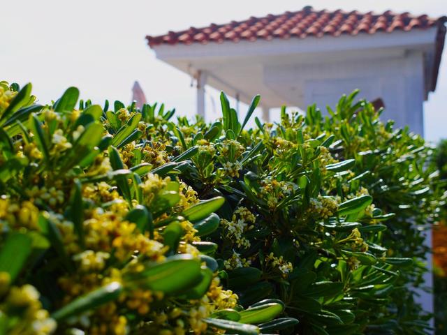 фотографии отеля Anemos Inn (ex. Sofia's House) изображение №31