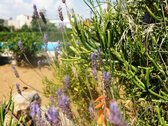 фото отеля Anemos Inn (ex. Sofia's House) изображение №29