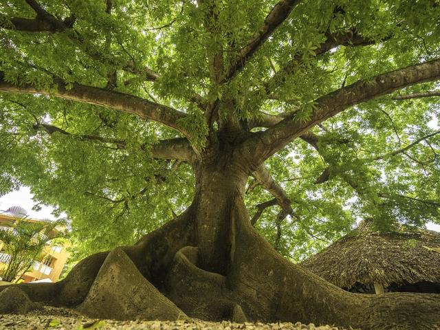 фотографии Bellevue Dominican Bay (ex. Hotetur Dominican Bay) изображение №4