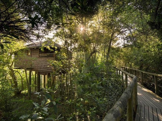 фото Tsala Treetop Lodge изображение №2