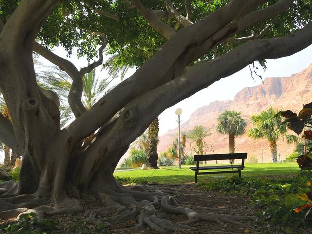 фотографии Ein Gedi изображение №32