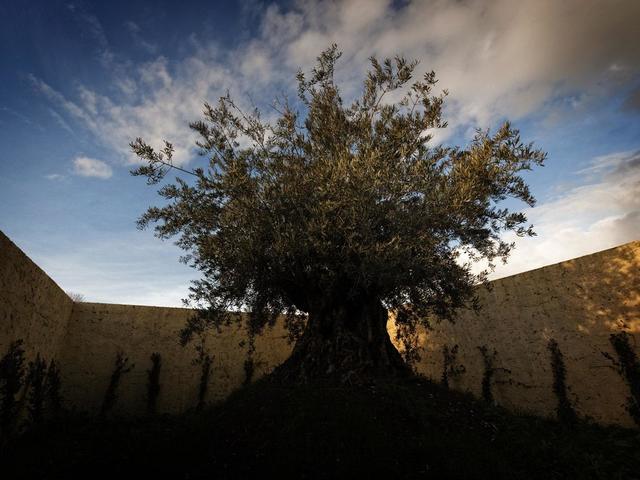 фото отеля Foro Appio Mansio изображение №53