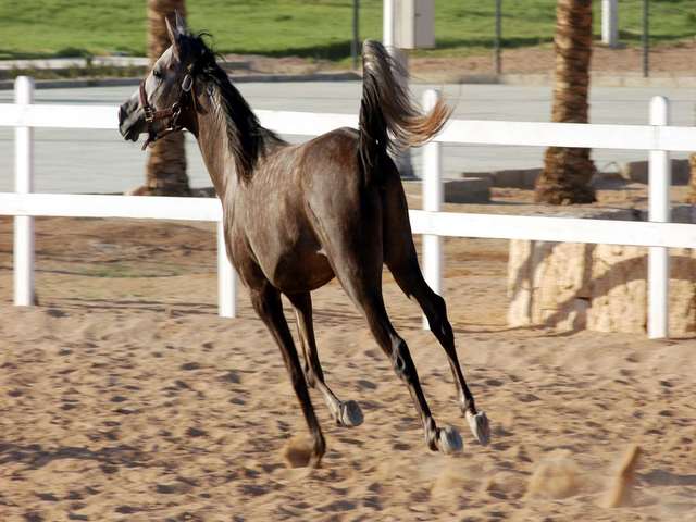 фото Concorde El Salam Front Area By Royal Tulip изображение №90