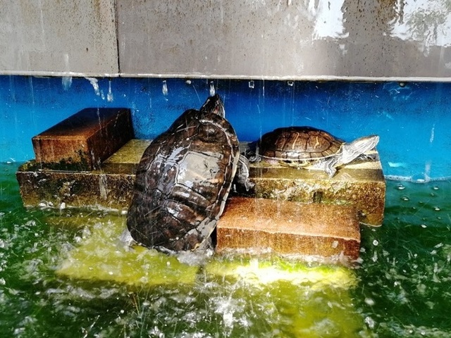 фото отеля Dolphin Planet (Долфин Планет) изображение №5