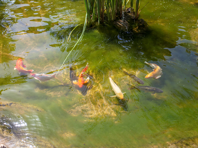 фотографии отеля Dream Ville Park (ex. Ruya Villen Park) изображение №67