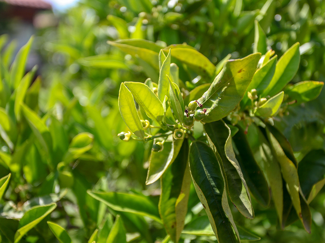 фото отеля Dream Ville Park (ex. Ruya Villen Park) изображение №29