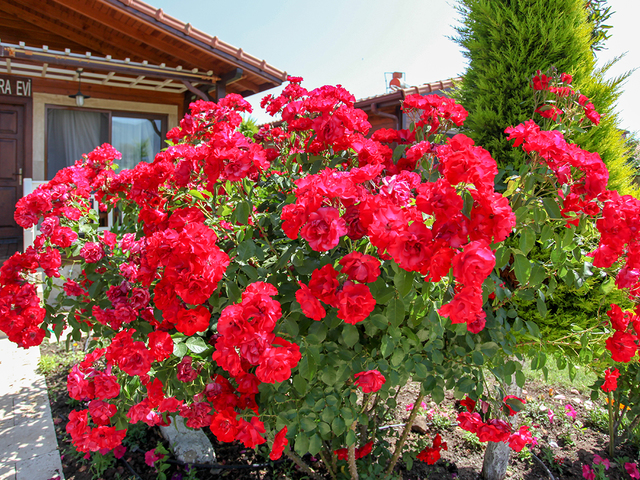 фото Dream Ville Park (ex. Ruya Villen Park) изображение №26