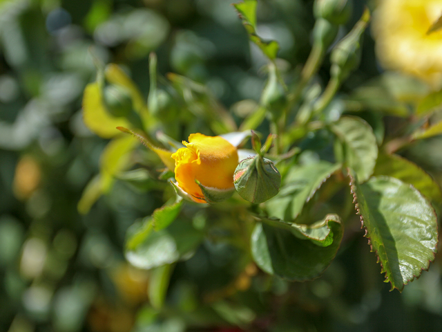 фото отеля Dream Ville Park (ex. Ruya Villen Park) изображение №25