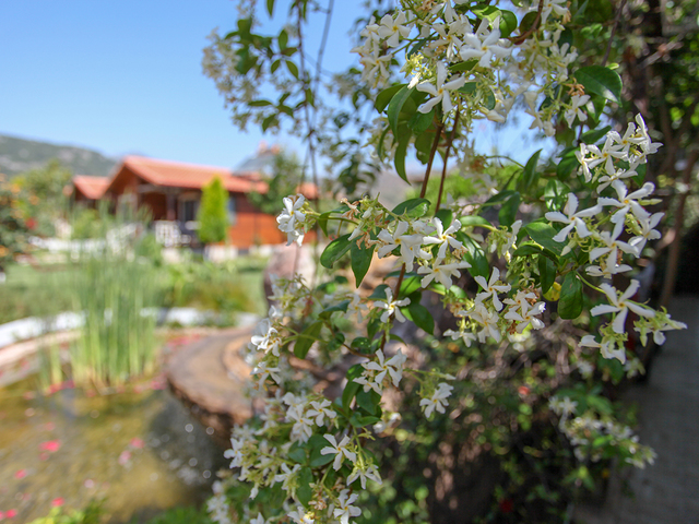 фотографии Dream Ville Park (ex. Ruya Villen Park) изображение №12