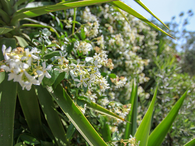 фотографии отеля Dream Ville Park (ex. Ruya Villen Park) изображение №11