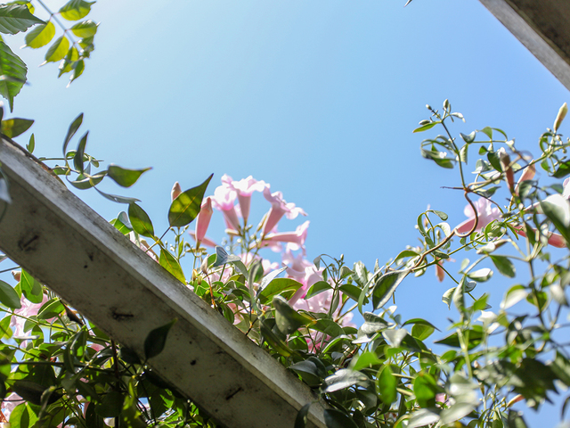 фотографии Dream Ville Park (ex. Ruya Villen Park) изображение №4