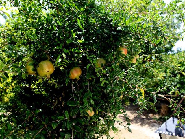 фотографии отеля George's Villa изображение №3