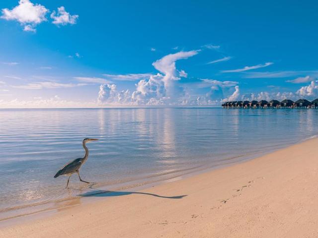 фото Sun Siyam Olhuveli (ex. Olhuveli Beach & Spa Resort) изображение №6