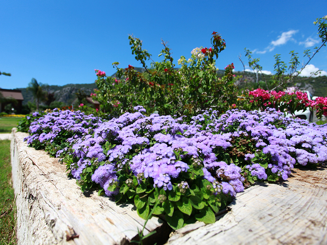 фотографии Cirali Hera изображение №68