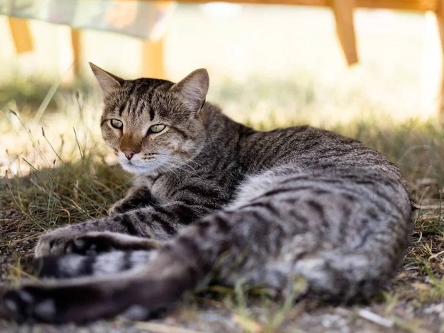 фото Аракуль (Arakul) изображение №18