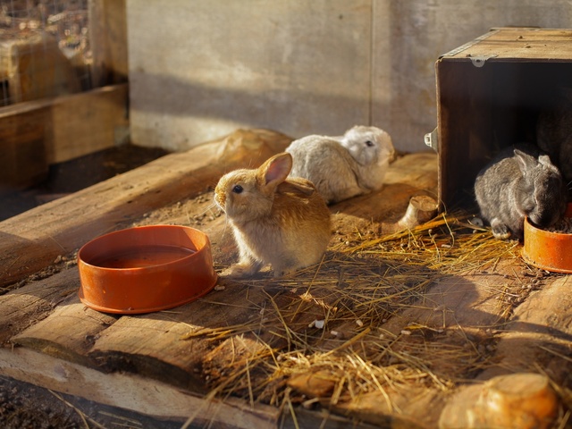 фото Глэмпинг Сфера (Glemping Sfera) изображение №10