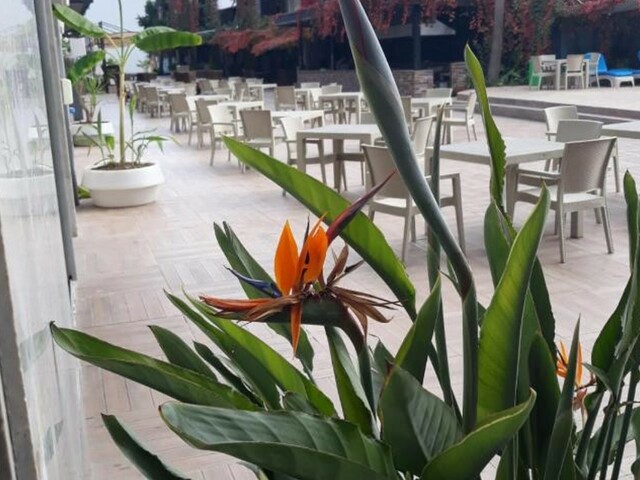 фотографии отеля Club Jovia (ex. Armir Resort; Kemer MIllenium Resort) изображение №63