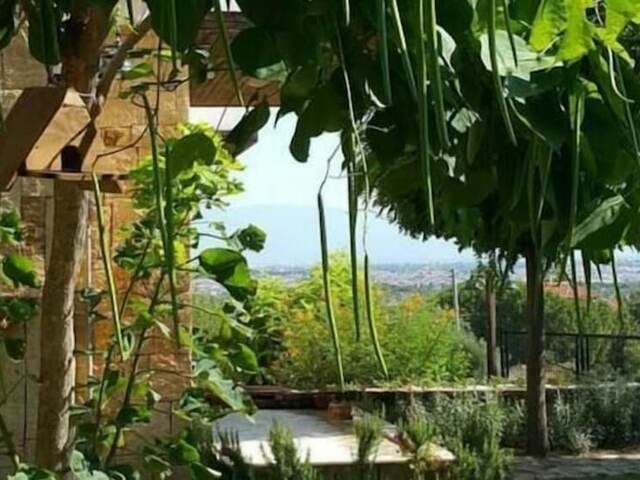 фото Daidalos изображение №22