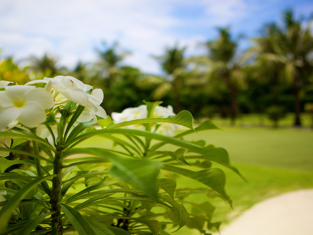 фотографии Kuredu Island Resort изображение №24