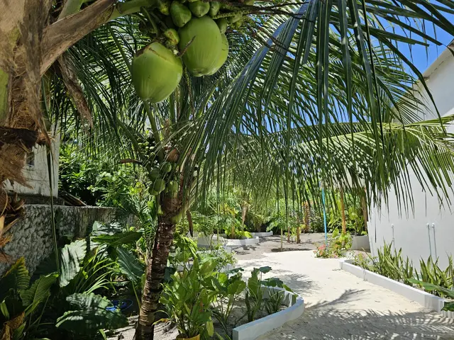 фото Shams Thoddoo изображение №22