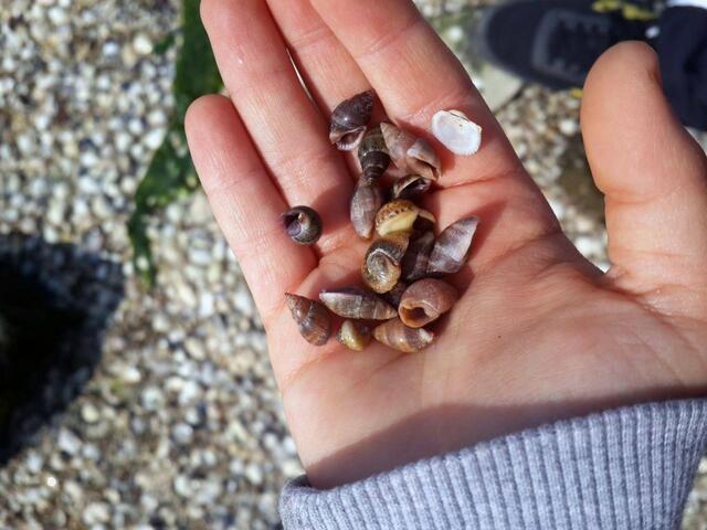 фото Maydonoz Hotel By Zevkliler Alacati изображение №14