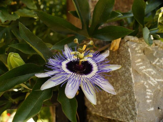 фото Hotel Dalos изображение №10