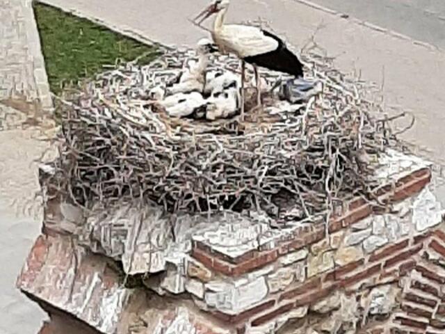 фото Wallabies Victoria Hotel изображение №2