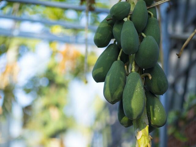 фото отеля S'Bungalow Phu Quoc изображение №5