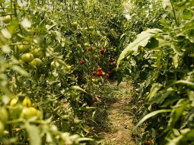 фото Hotel Dalos изображение №14