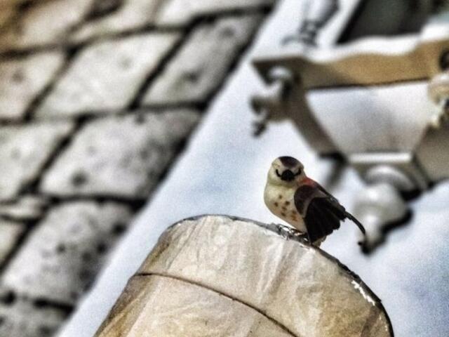 фотографии отеля Maydonoz Hotel By Zevkliler Alacati изображение №11