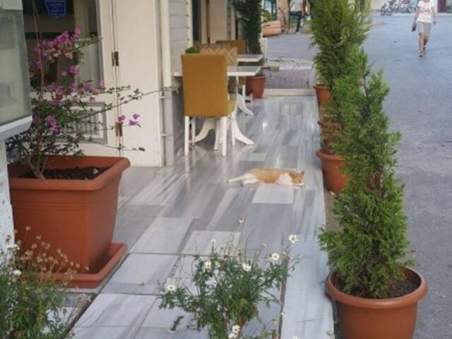 фото Cenar Konak Butik Hotel изображение №2