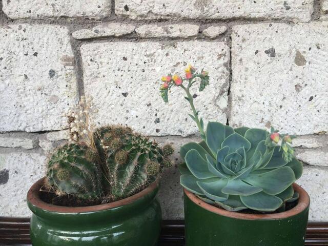 фото Maydonoz Hotel By Zevkliler Alacati изображение №10